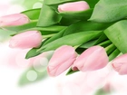 Kwiaty, Różowe, Tulipany