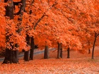 Pomarańczowe, Drzewa, Liście, Jesień