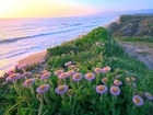 Morze, Plaża Kwiatki