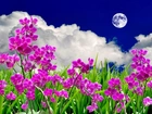 Kwiaty, Storczyki, Chmury, Księżyc