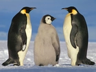 Pingwiny, pisklę