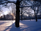Zima, Drzewa, Przebijające Światło