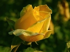 Żółta, Różą, Rosa