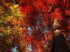 Jesień, Drzewa, Kolorowe, Liście
