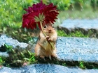Chipmunk, Kwiatek, Deszcz