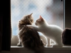 Koty, Okno, Przyjazń
