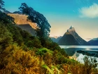 Krzewy, Góra, Nowa Zelandia