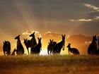 Kangury, Wschód Słońca, Chmury