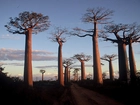 Drzewa, Baobab, Droga
