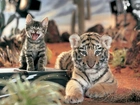 Tygrys, Mały, Kotek
