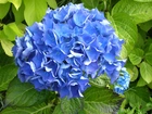 Kwiat, Niebieska, Hortensja