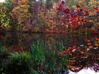 Jesień, Jezioro, Drzewa
