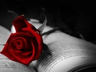 Róża, Książka, Krople
