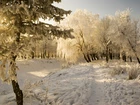 Drzewa, Śnieg, Ścieżka, Zima