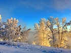 Drzewa, Zima, Niebo