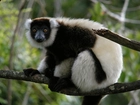 Lemur, Gałąz