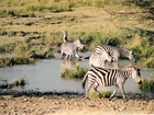 Zebra, woda