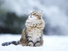 Kotek, Ździwienie, Śnieg, Zima