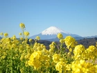 Kwiatki, Góra, Fuji, Japonia
