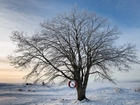 Drzewo, Śnieg, Zima