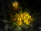 Żółte, Kwiaty, Rosa
