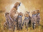 Gepard, Młode, Rodzinka