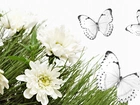 Białe, Kwiatki, Motyle