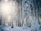 Las, Promienie, Słońca, Zima