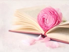 Różowa, Róża, Rozłożona, Książka
