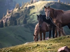 Konie, Góry, Łąka