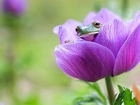 Żabka, Fioletowy, Kwiat