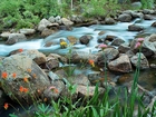 Rzeka, Kamienie, Kolorowe, Kwiatki