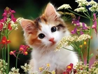 Kot, Kwiaty, Polne