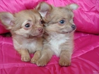 Dwa, Małe, Chihuahua