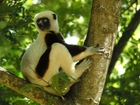 Lemur, Sifaka, Drzewo