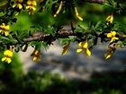 Kwitnące, Drzewko, Żółte, Kwiatuszki