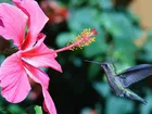 Różowy, Hibiskus, Koliber