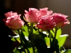 Różowe, Róże