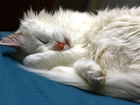 Śpiący, Biały, Kotek