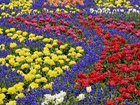 Kwiaty, Kolorowe, Tulipany, Szafirki
