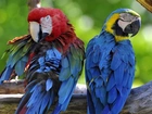 Dwie, Kolorowe, Papugi, Ary