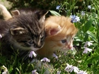 Dwa, Kotki, Kwiatki