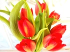 Czerwony, Tulipany, Bukiet