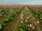 Różowe, Tulipany, Uprawa