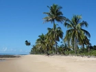 Plaża, Palmy, Brazylia