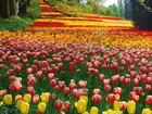 Kolorowe, Tulipany, Drzewa, Alejka