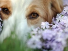 Pies, Fioletowe, Kwiatuszki