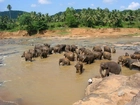Słonie, Rzeka, Kąpiel, Sri Lanka