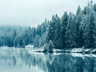 Las, Jezioro, Zima