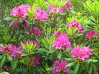 Rododendron, Różowe, Kwiaty